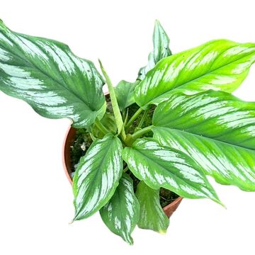 Homalomena 'Riau Sumatra'