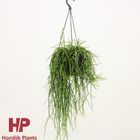 Rhipsalis baccifera shaferi