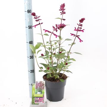 Salvia LOVE AND WISHES