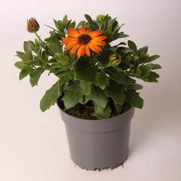 Osteospermum MARGARITA ORANGE FLARE