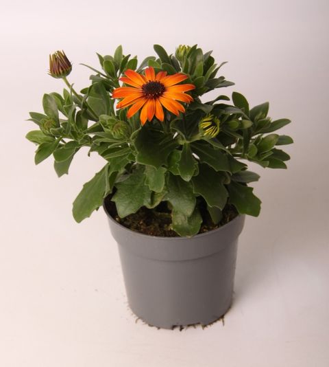 Osteospermum MARGARITA ORANGE FLARE