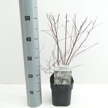 Spiraea x vanhouttei