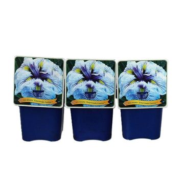 Iris ensata 'Greywoods Catrina'