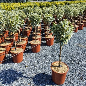 Euonymus japonicus 'Bravo'