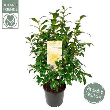 Camellia x williamsii 'Jury's Yellow'
