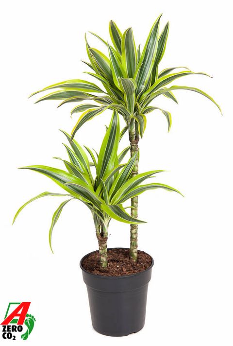 Dracaena fragrans 'Лемон Лайм'