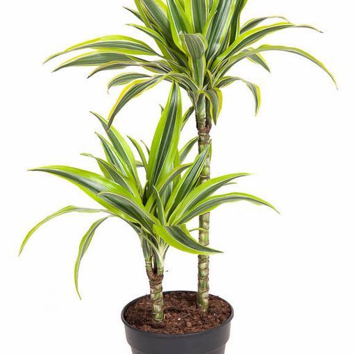 Dracaena fragrans 'Lemon Lime'