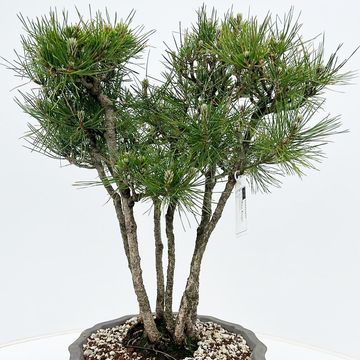 Pinus thunbergii