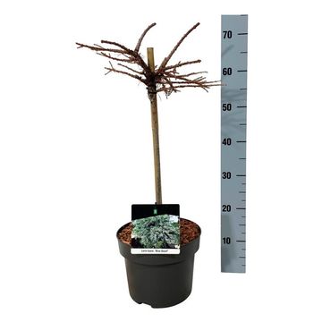 Larix kaempferi 'Blue Dwarf'