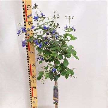 Clerodendrum ugandense