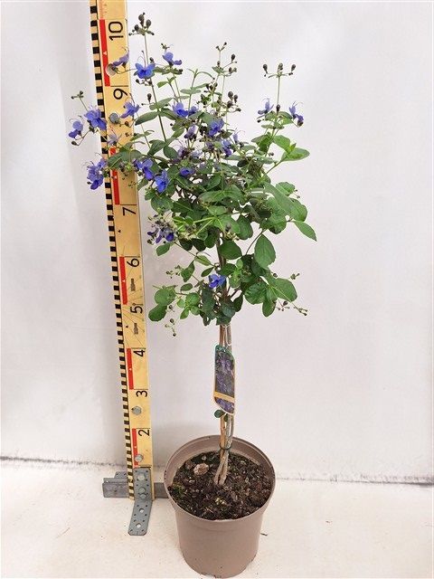 Clerodendrum ugandense