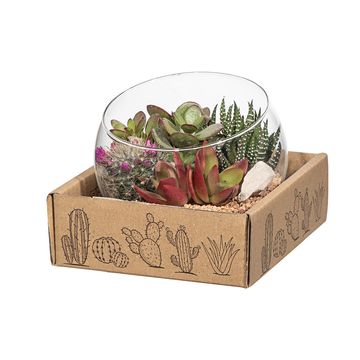 Arrangement Cactus / Succulent