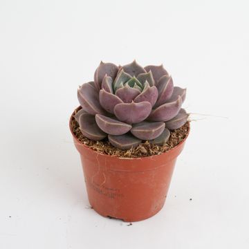 Echeveria 'Lola'
