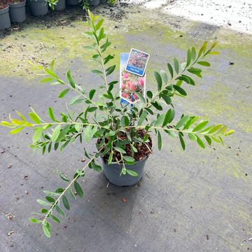 Callistemon viminalis HOT PINK