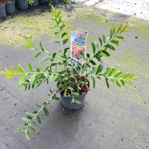 Callistemon viminalis HOT PINK