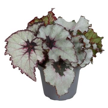 Begonia 'Spirit of Kwale'