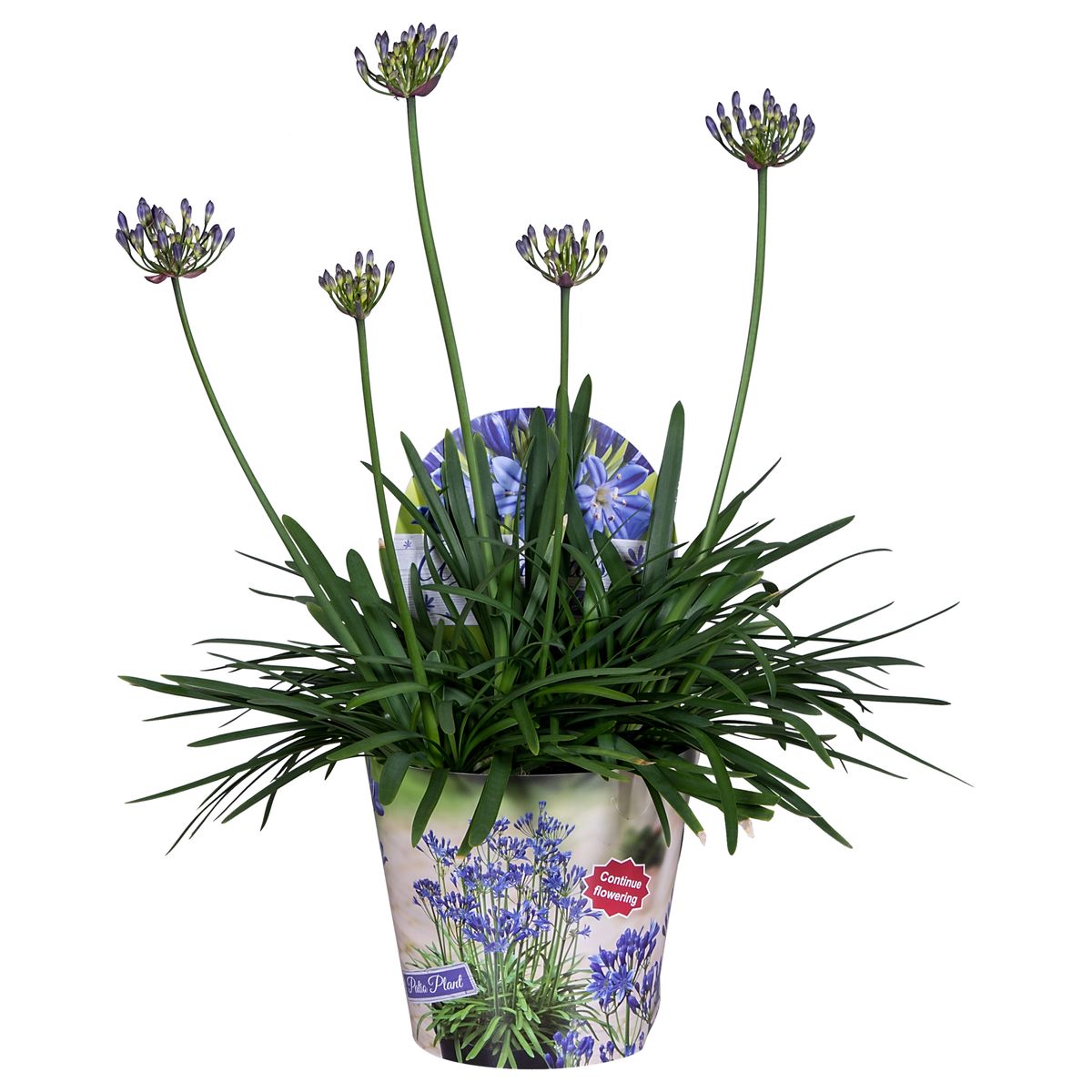Agapanthus SUMMER LOVE BLUE — Pflanzengroßhandel FlorAccess