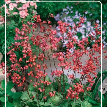 Heuchera sanguinea 'Bressingham Hybrids'