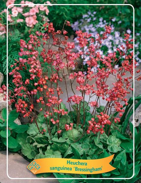 Heuchera sanguinea 'Bressingham Hybrids'