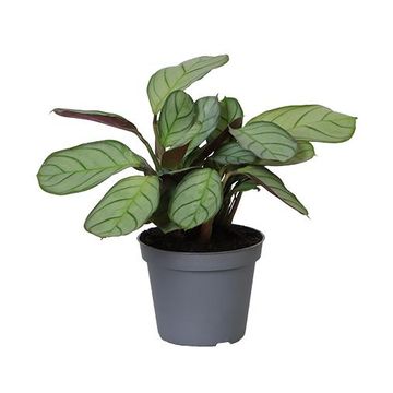 Maranta leuconeura 'Amabilis Amagris'