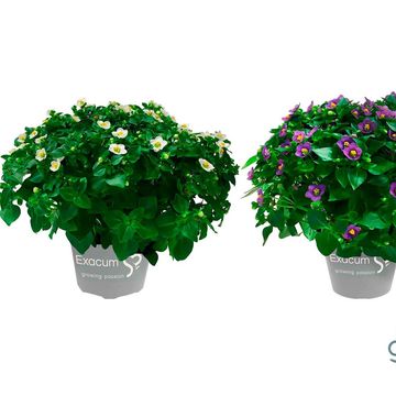 Exacum affine MIX