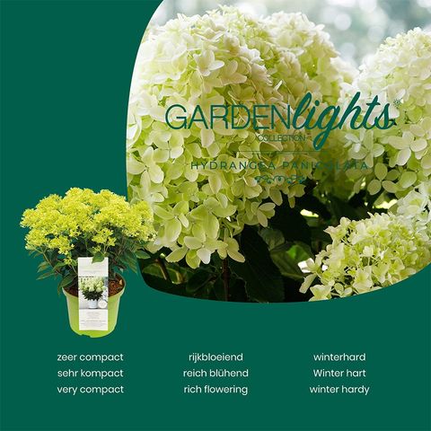 Hydrangea paniculata GARDENLIGHTS WHITELIGHT