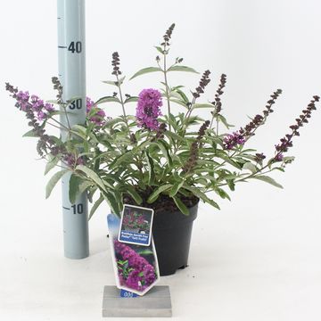 Buddleja FREE PETITE TUTTI FRUITTI