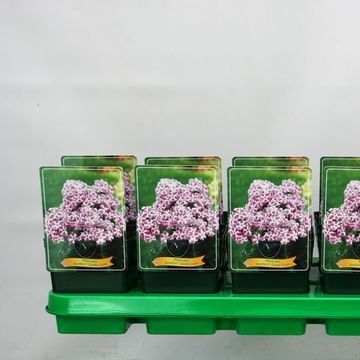 Phlox BAMBINI CANDY CRUSH