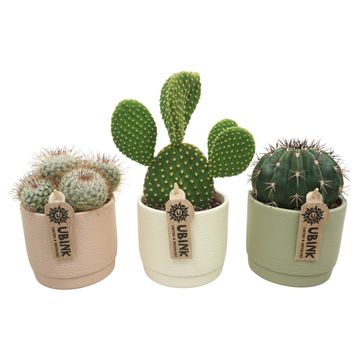Cactus MIX IN POT