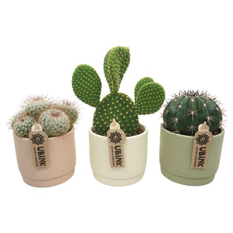 Kaktus MIX IN POT