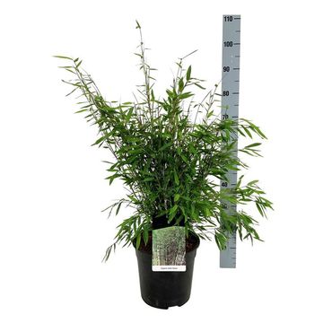 Fargesia nitida 'Gansu'