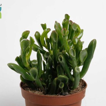 Crassula ovata 'Horntree'