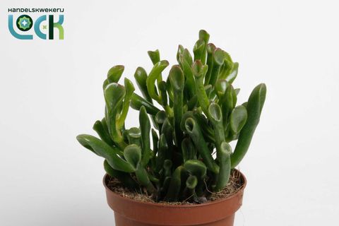 Crassula ovata 'Horntree'