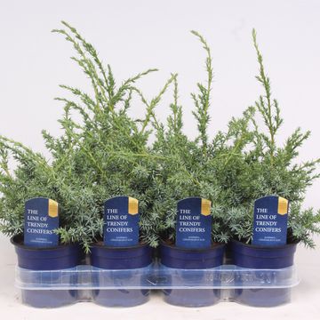 Juniperus chinensis 'Blue Alps'