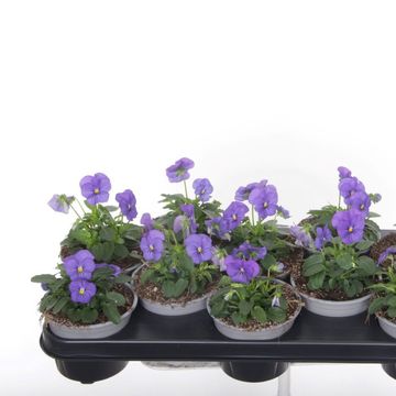 Viola PENNY BLUE