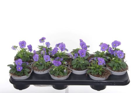 Viola PENNY BLUE