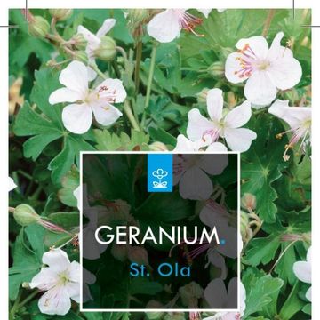 Geranium x cantabrigiense 'St Ola'