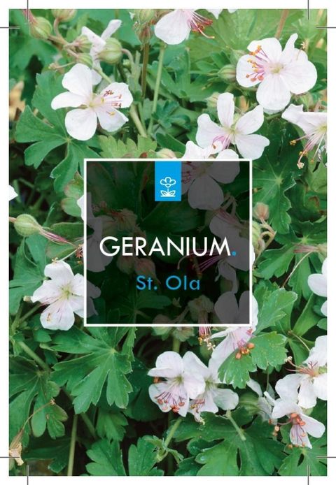 Geranium x cantabrigiense 'St Ola'