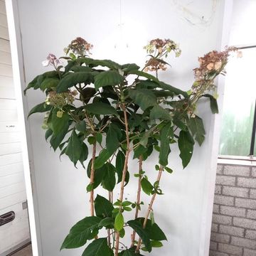 Hydrangea aspera 'Macrophylla'