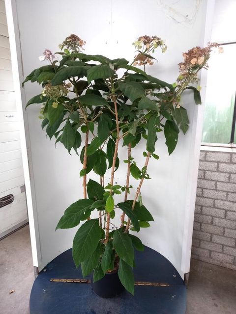 Hydrangea aspera 'Macrophylla'