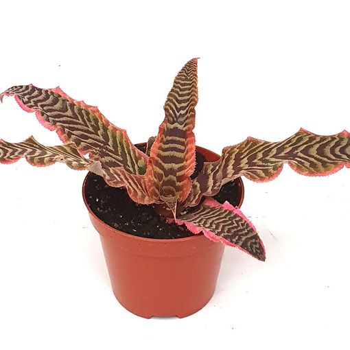 Cryptanthus 'Elaine'