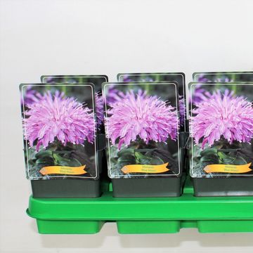 Monarda 'Blue Moon'