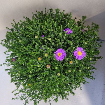 Aster LA VISTA MIX