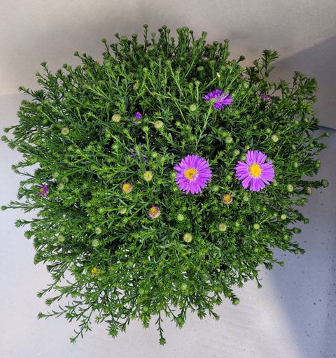 Aster LA VISTA MIX