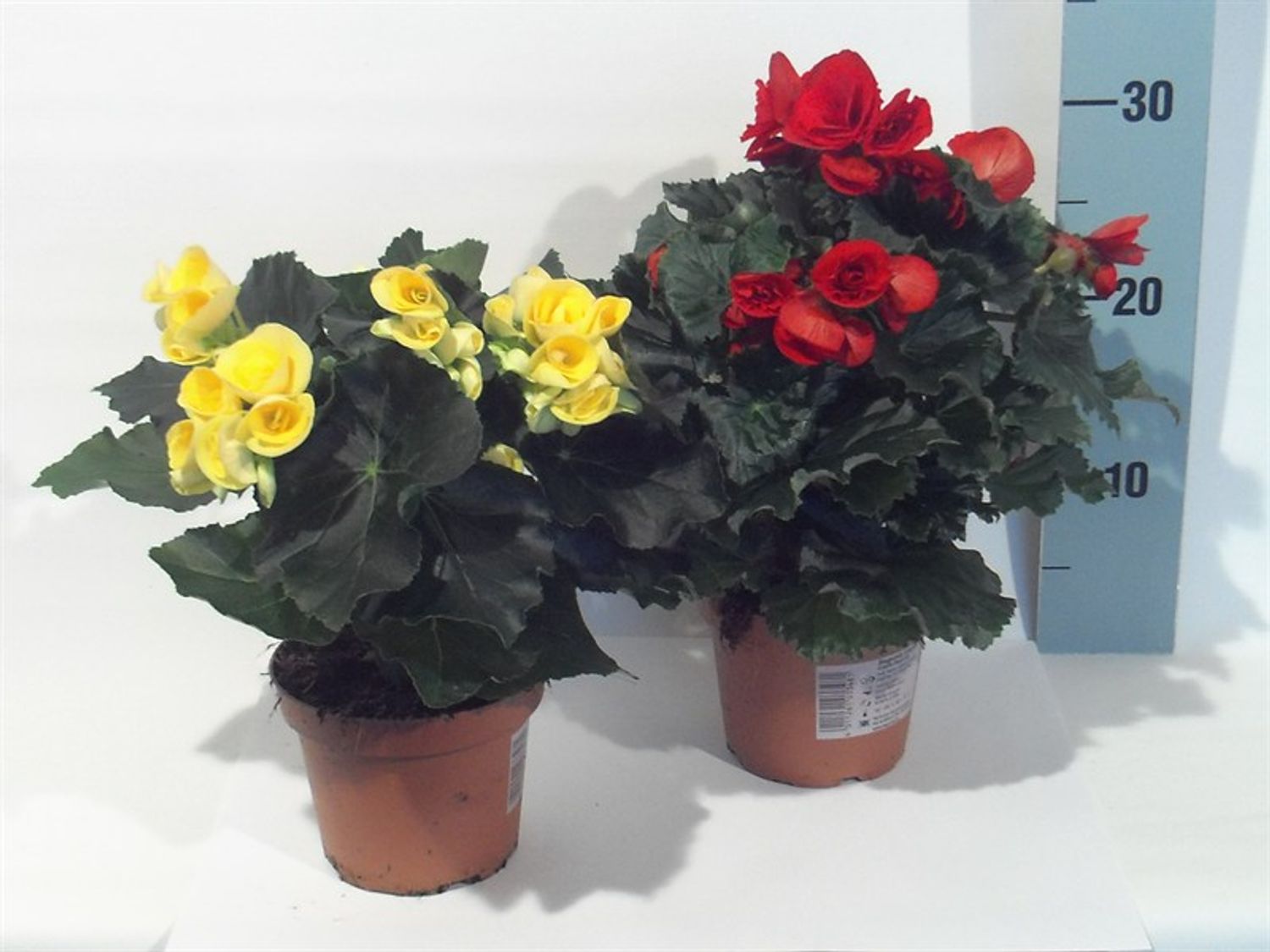 Begonia ELATIOR MIX — Plant Wholesale FlorAccess