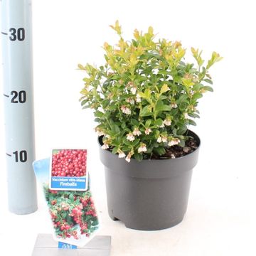 Vaccinium vitis-idaea FIREBALLS