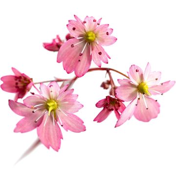 Saxifraga DANCING PIXIES TILDA