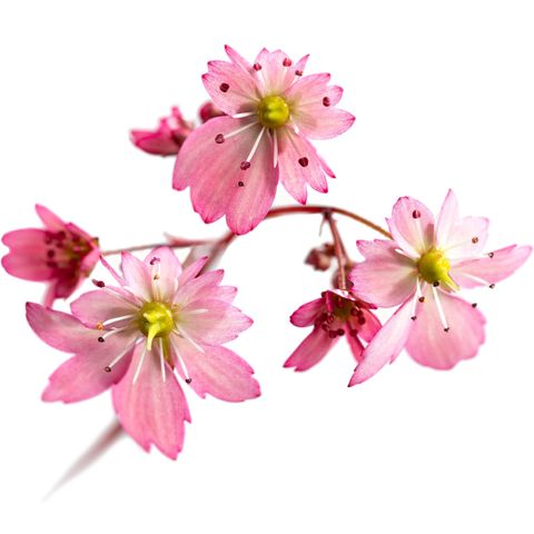 Saxifraga DANCING PIXIES TILDA