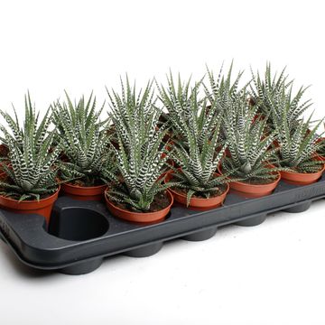 Haworthia fasciata 'Big Band'