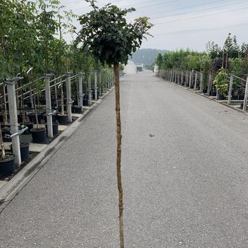 Acer campestre 'Nanum'